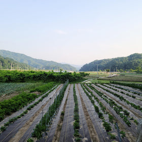 KANAGAWA weed barrier under mulch setup prevents weeds while keeping soil moist.
