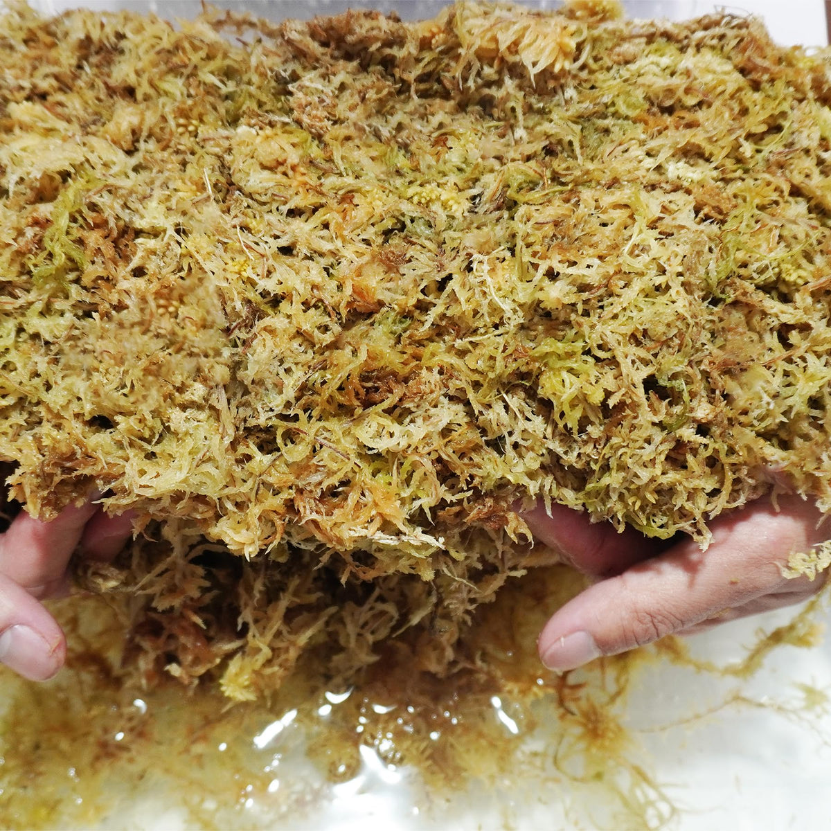 Kapecute sphagnum moss suitable for carnivorous plants and ferns in humidity enclosures