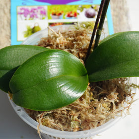 Kapecute Sphagnum Moss used in potting mix for ferns and orchids.