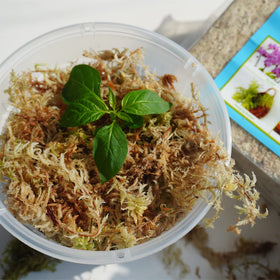 Kapecute Sphagnum Moss supports humidity for reptiles and amphibians.
