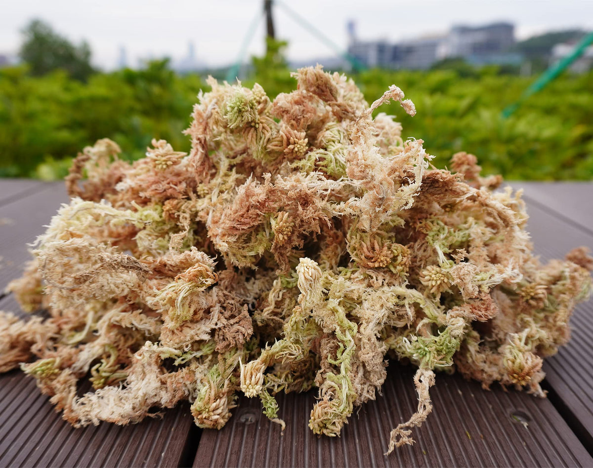 Kapecute sphagnum moss enables moss pole setups for climbing plants