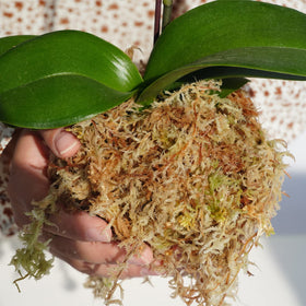 Kapecute sphagnum moss ideal for orchid potting and humidity control