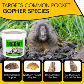 Kaput-D Gopher Bait used inside tunnel entry for efficient application.