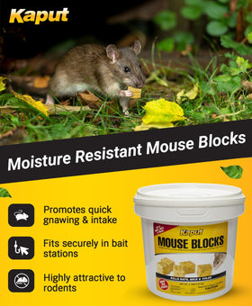 Kaput blocks along exterior perimeter deter rodents.
