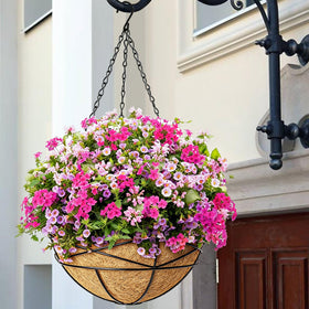 Karlliu four-pack ready for porch or patio greenery