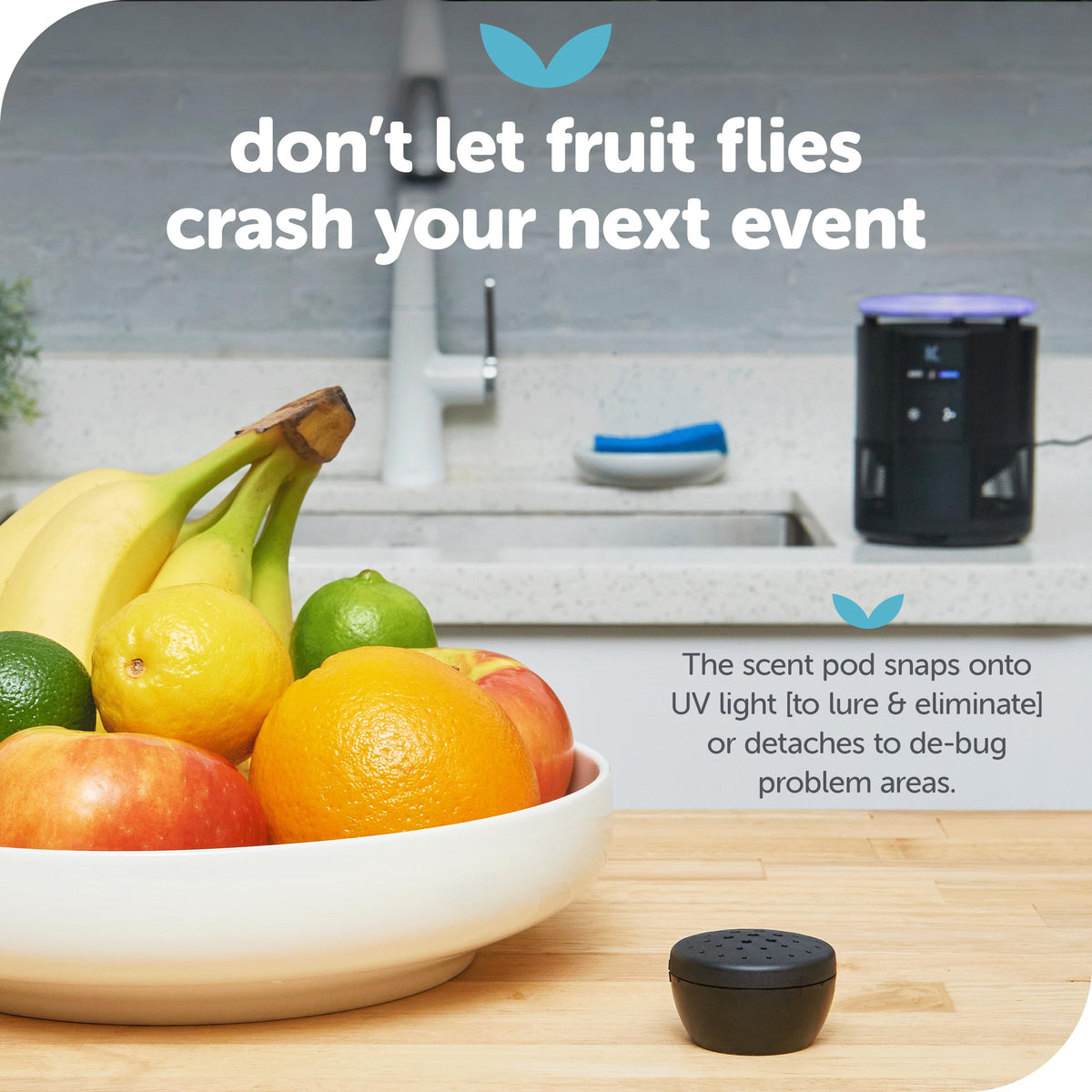 Katchy Duo glue board secures captured insects for disposal