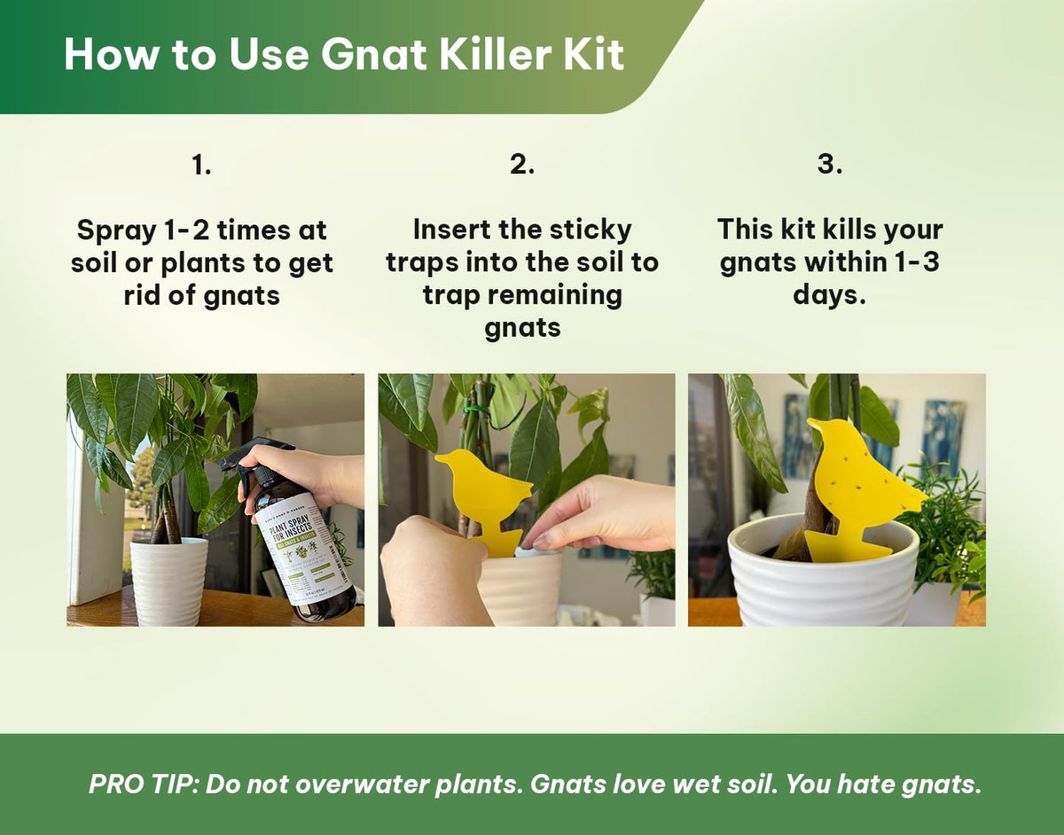 Indoor plants pest control scene with Kate's spray in action.