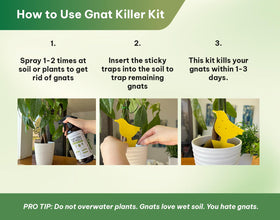 Indoor plants pest control scene with Kate's spray in action.
