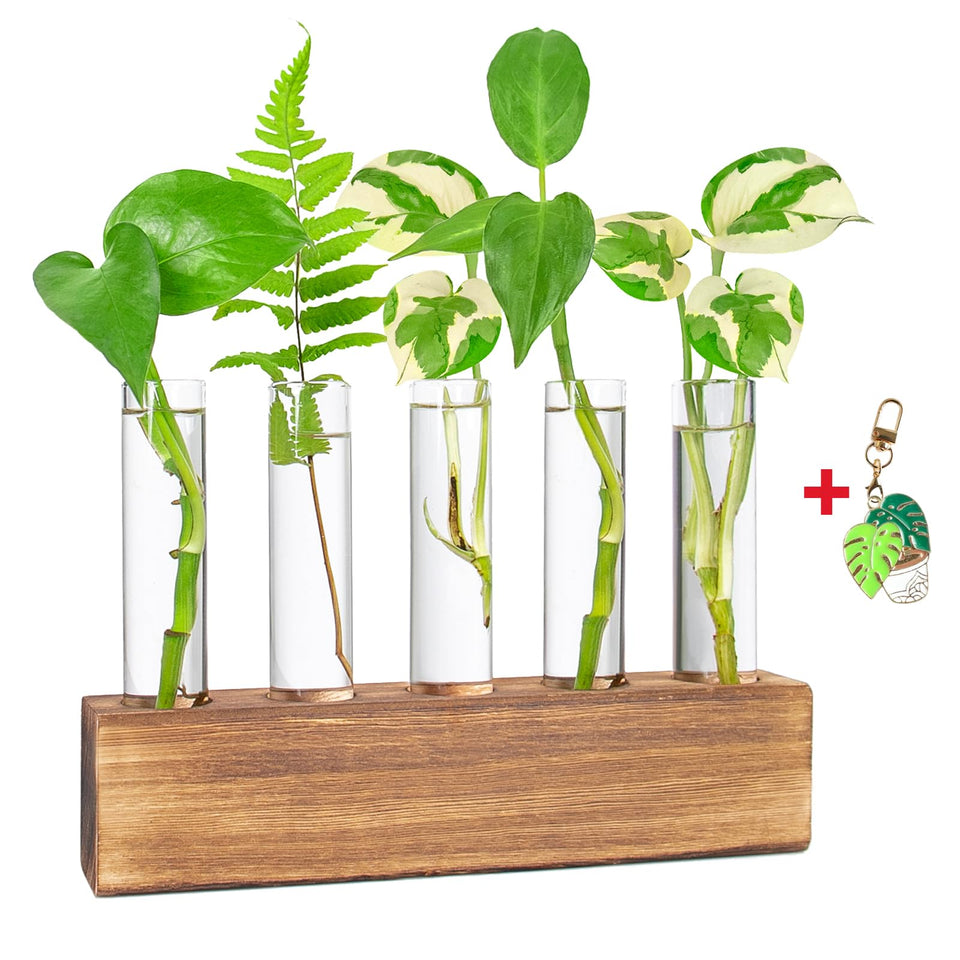 K KAXYEW propagation station on a wooden stand for indoor plant cuttings display.