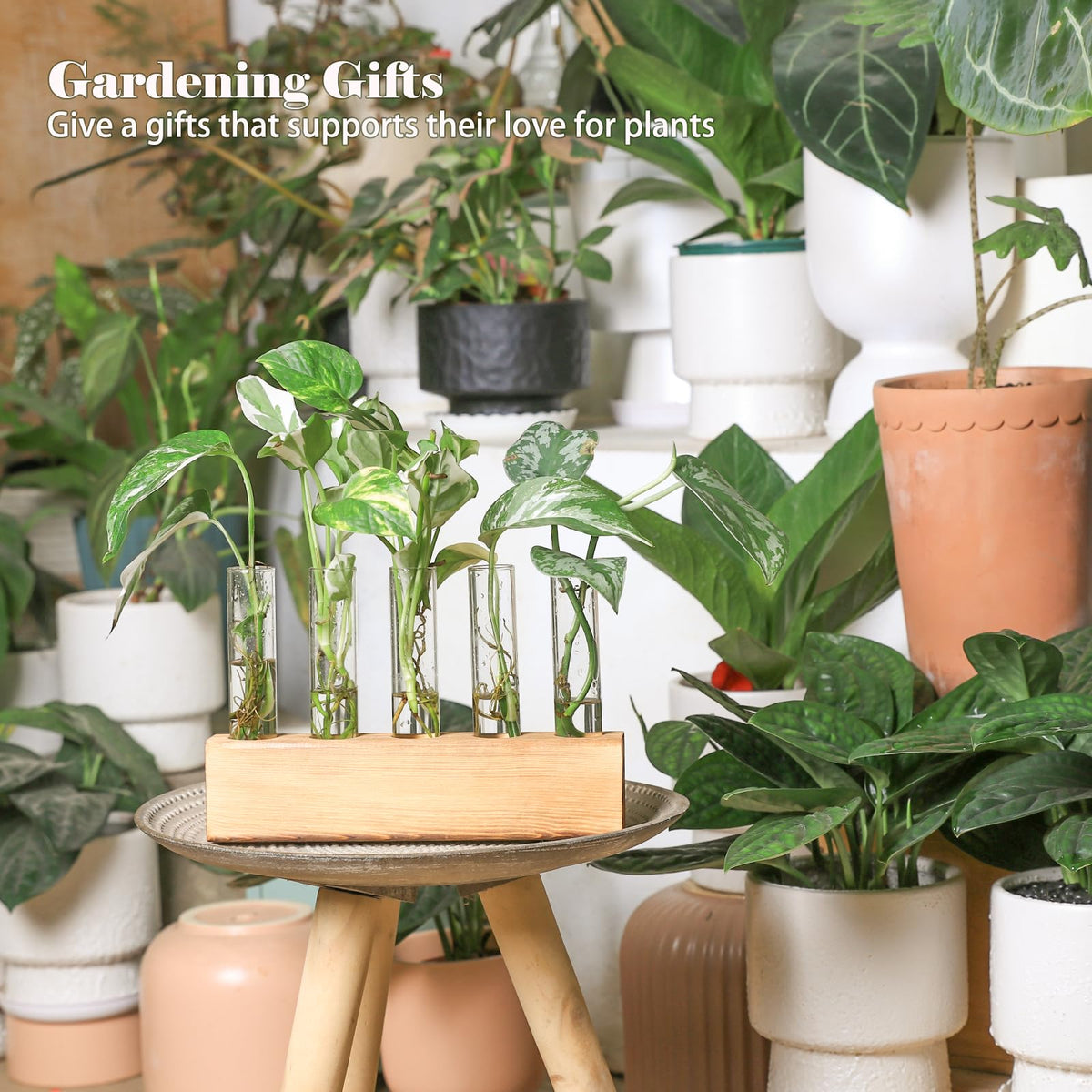 K KAXYEW glass propagation tubes removable for easy water changes and new cuttings.