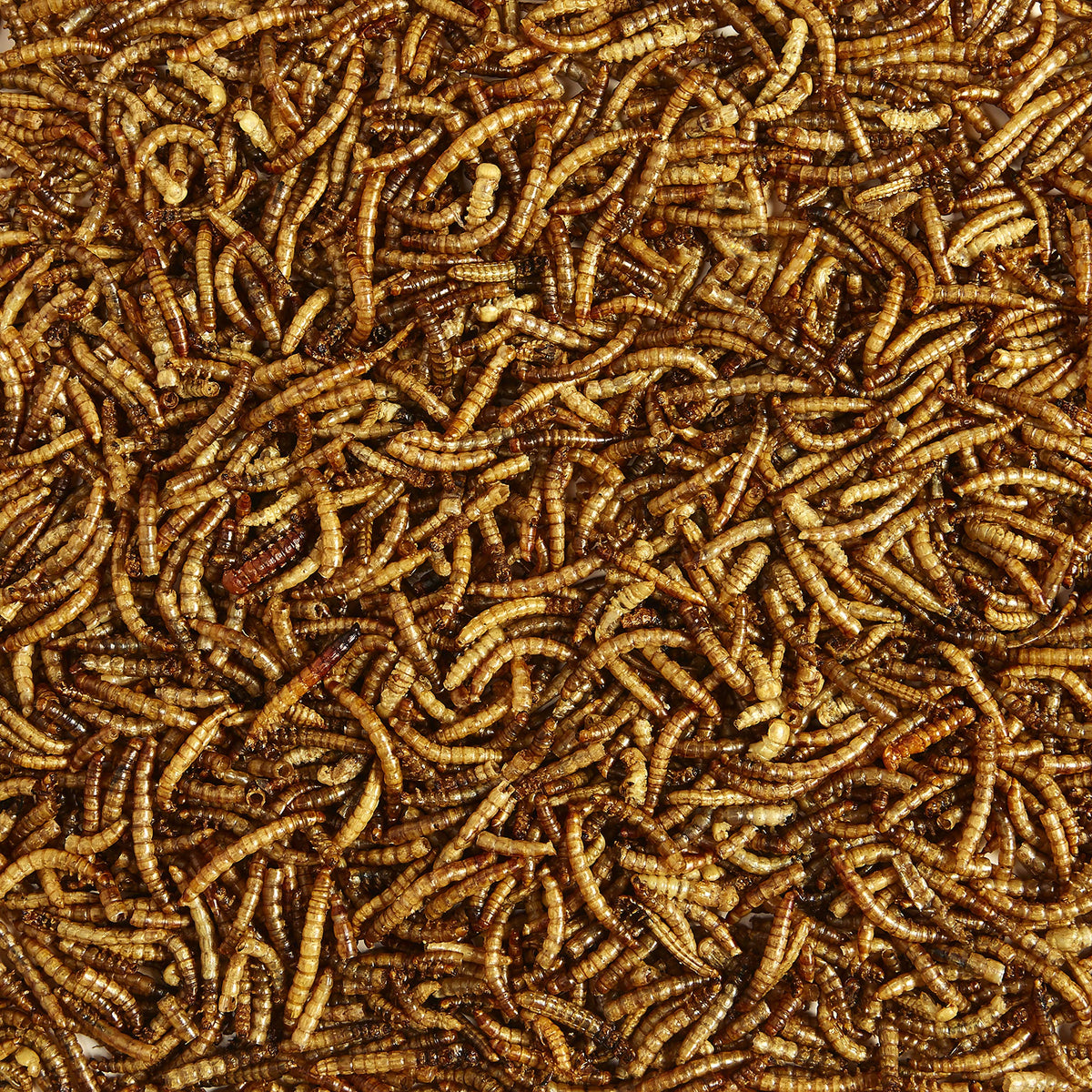 Kaytee bluebird-mealworms image attracting bluebirds with high-energy treat.
