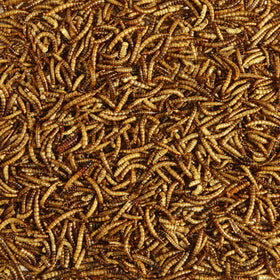 Kaytee bluebird-mealworms image attracting bluebirds with high-energy treat.