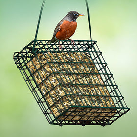 Kaytee chickadees feeding on seed cake helps sustain activity