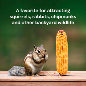 Kaytee Corn on the Cob in a feeder, easy wildlife viewing at home