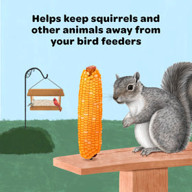 Kaytee Corn on the Cob with squirrels enjoying, delightful natural moment