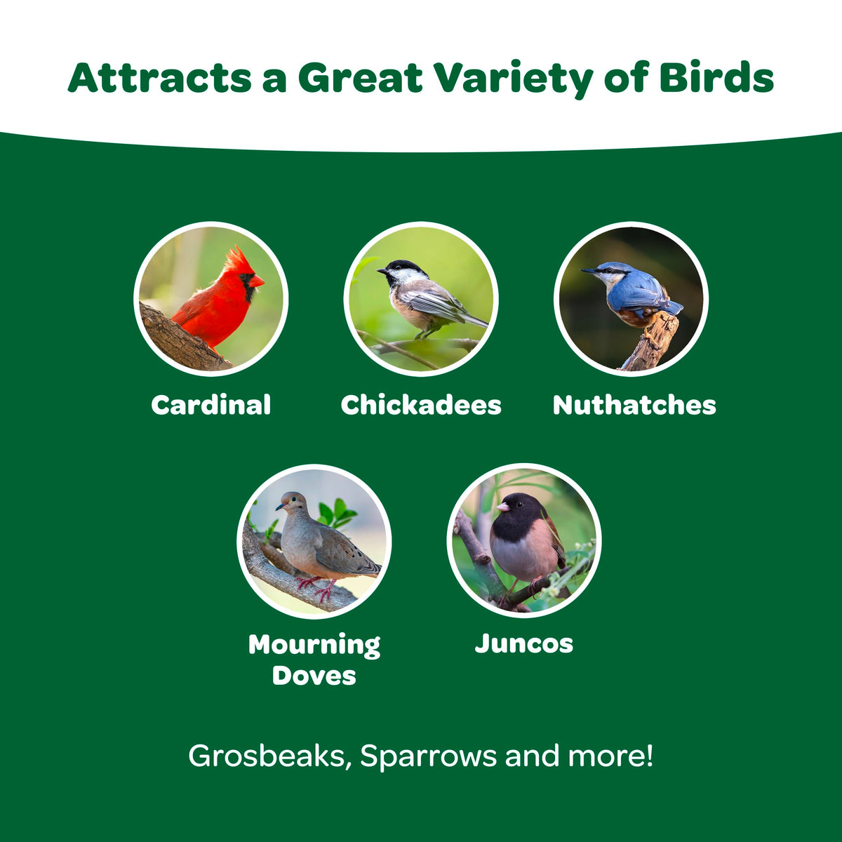 Kaytee Essentials Blend millet seeds help small songbirds grab quick energy.