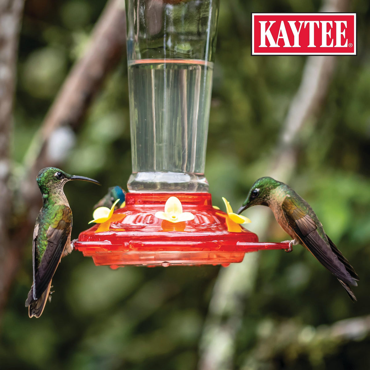 Kaytee hummingbird in flight near feeder powered by electrolytes