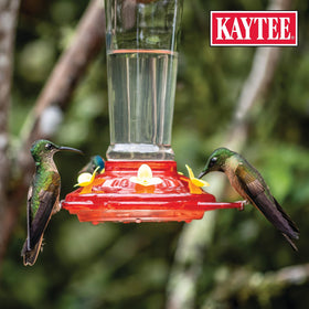 Kaytee hummingbird in flight near feeder powered by electrolytes