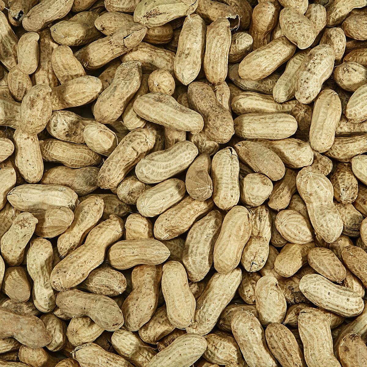 Kaytee in-shell peanuts attract blue jays while preserving freshness