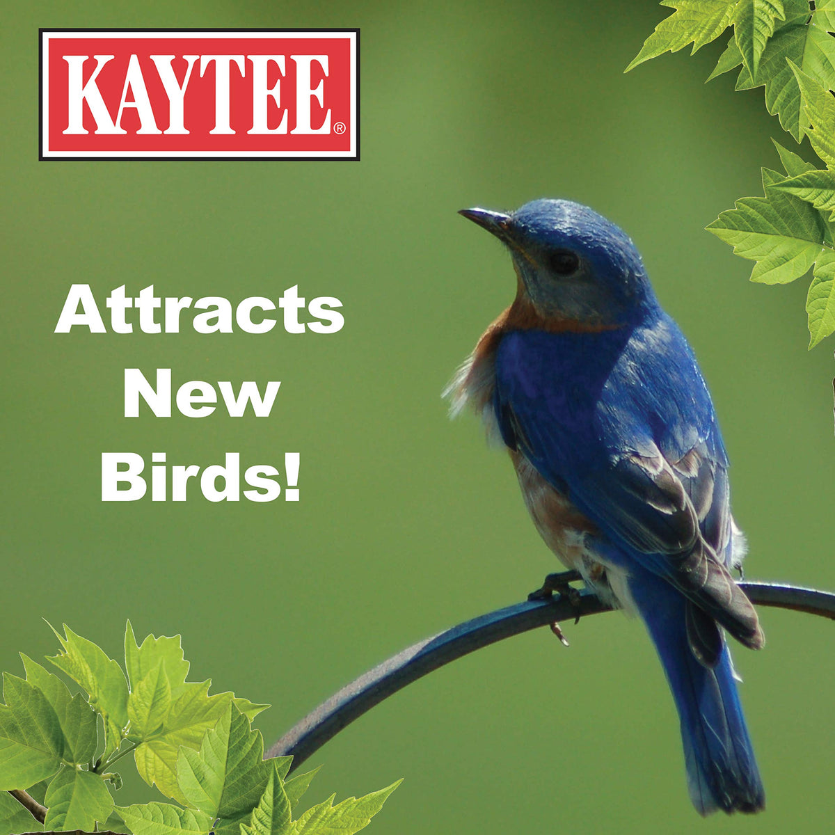 Kaytee mealworms mixed with seed versatile feeding option.