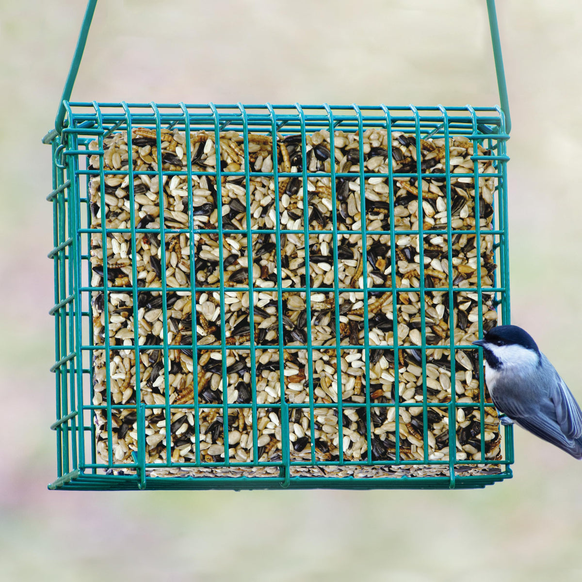 Kaytee seed cake treat for bluebirds in feeder enhances bird visits