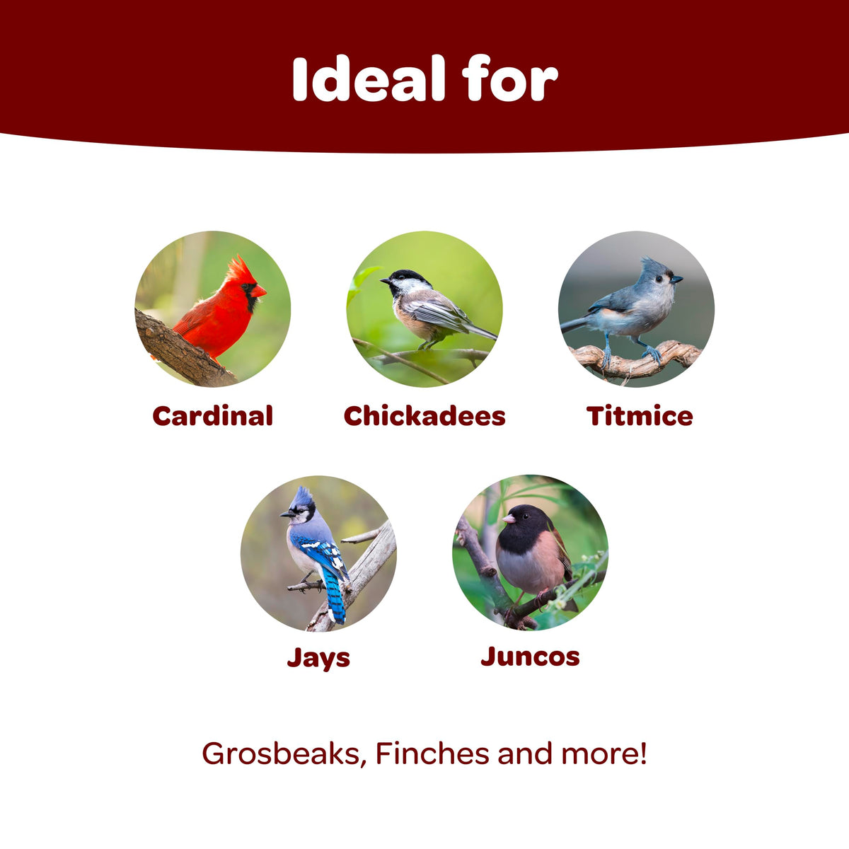 Kaytee Songbird Blend ingredients: two sunflower seeds for high-energy backyard birds.