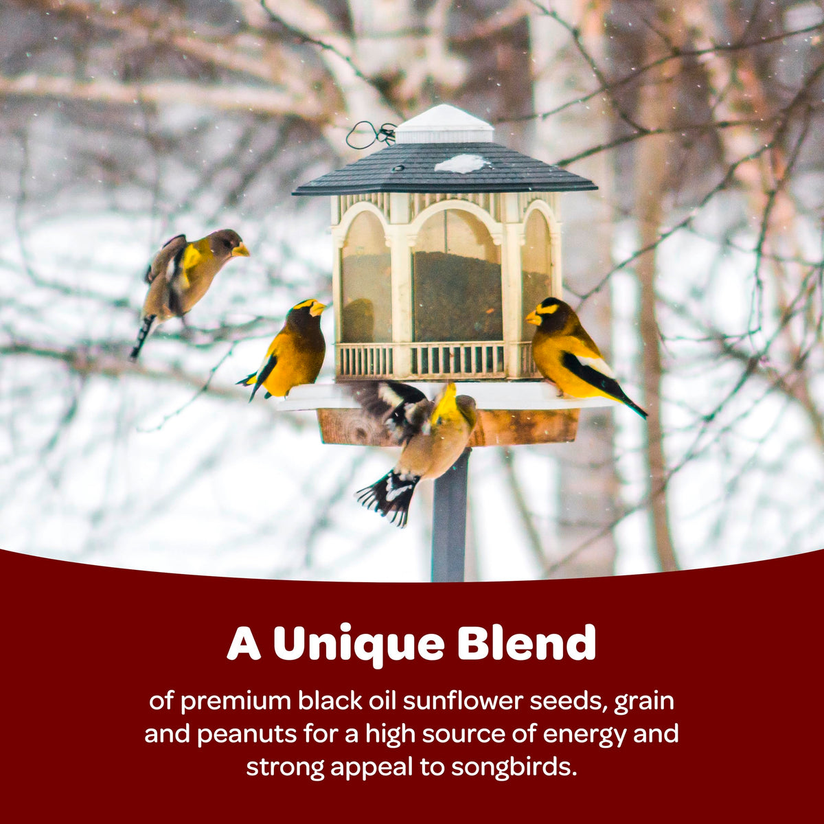 Kaytee Songbird Blend with peanuts and millet supports a variety of backyard species.