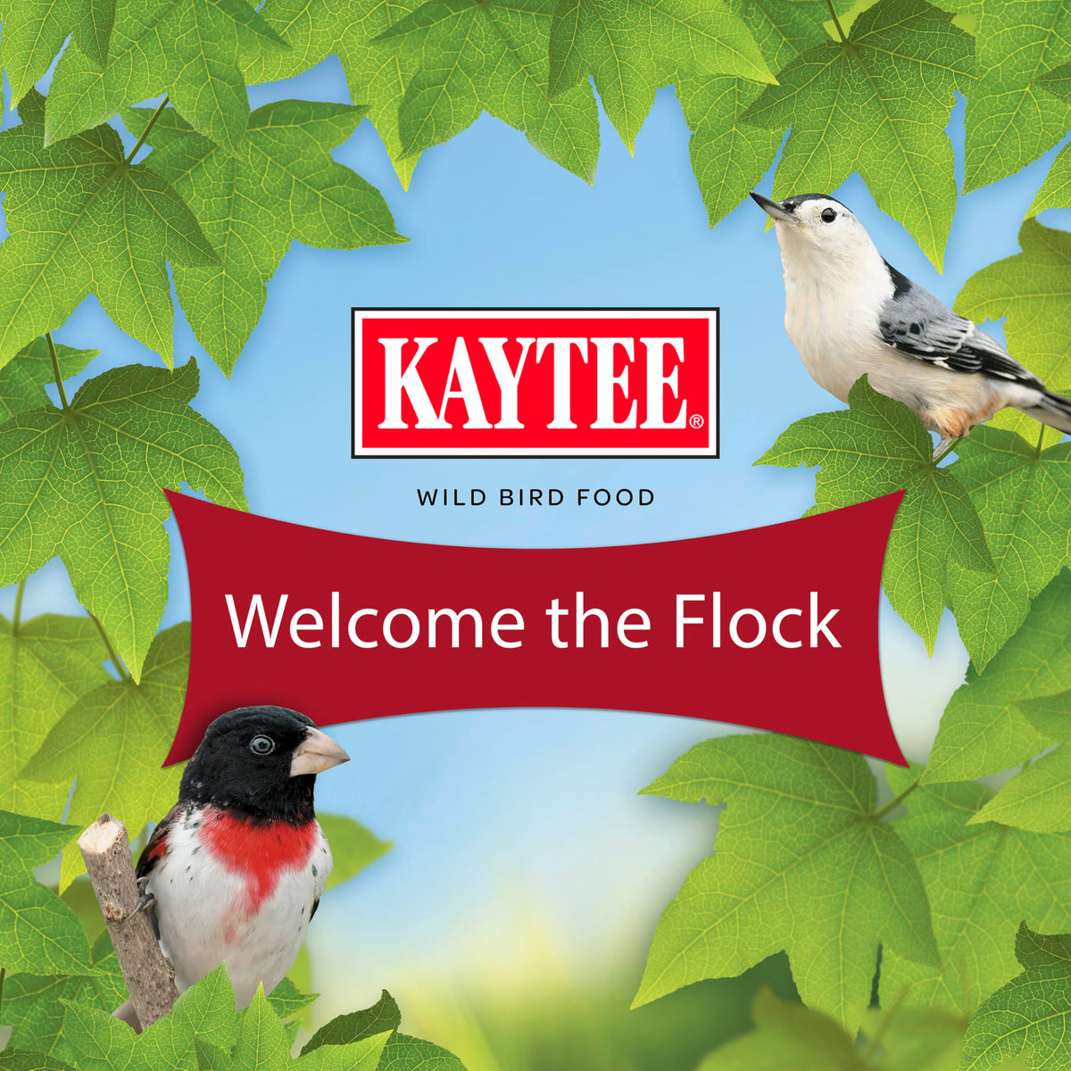 Kaytee Western Regional Seed backyard feeding scene with multiple birds.