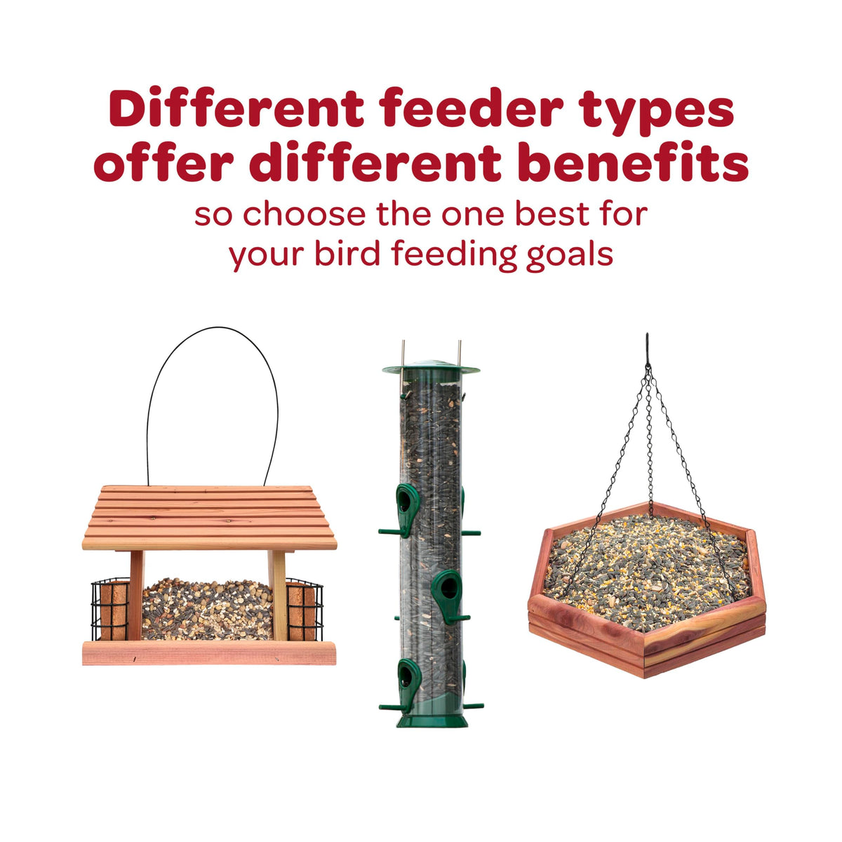 Kaytee Western Regional Seed image captures active regional songbirds at the feeder.