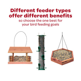 Kaytee Western Regional Seed image captures active regional songbirds at the feeder.