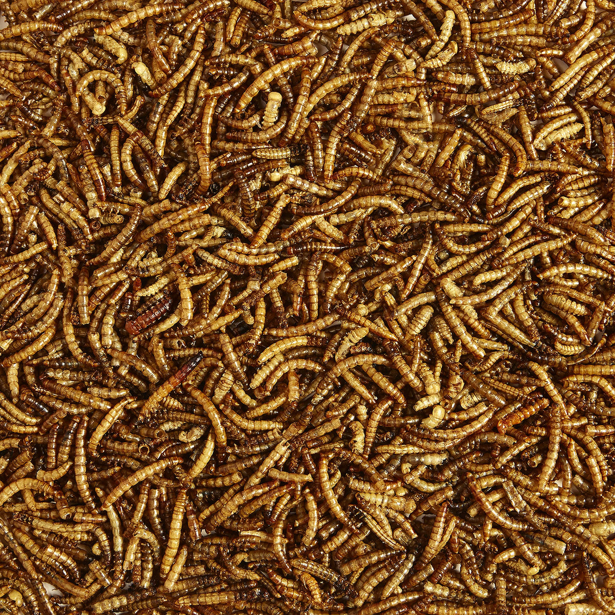 Kaytee mealworms attract bluebirds and wrens at a feeder.