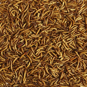 Kaytee mealworms attract bluebirds and wrens at a feeder.