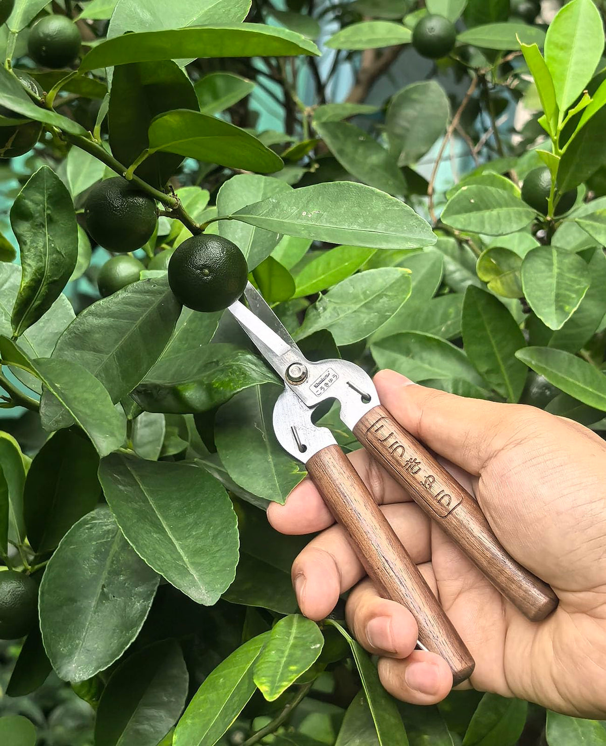 Kbenison Walnut Wood Handle provides comfortable grip for both hands.