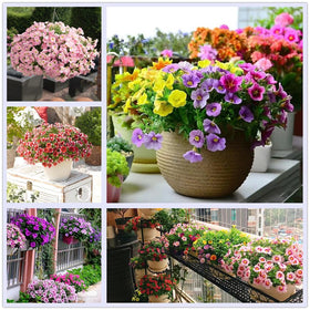KCT GARD petunia seeds suit spring planting for summer-long color.