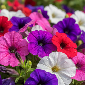 KCT GARD petunia seeds bloom in sunlit beds for seasonal beauty.