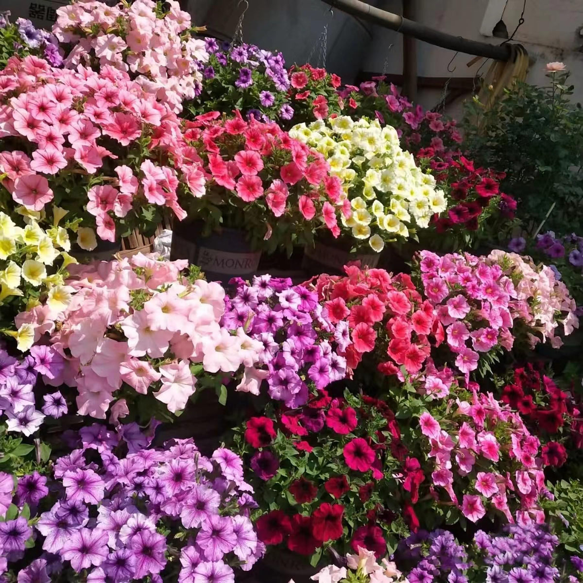 KCT GARD petunia seeds support continuous blooming in warm weather.