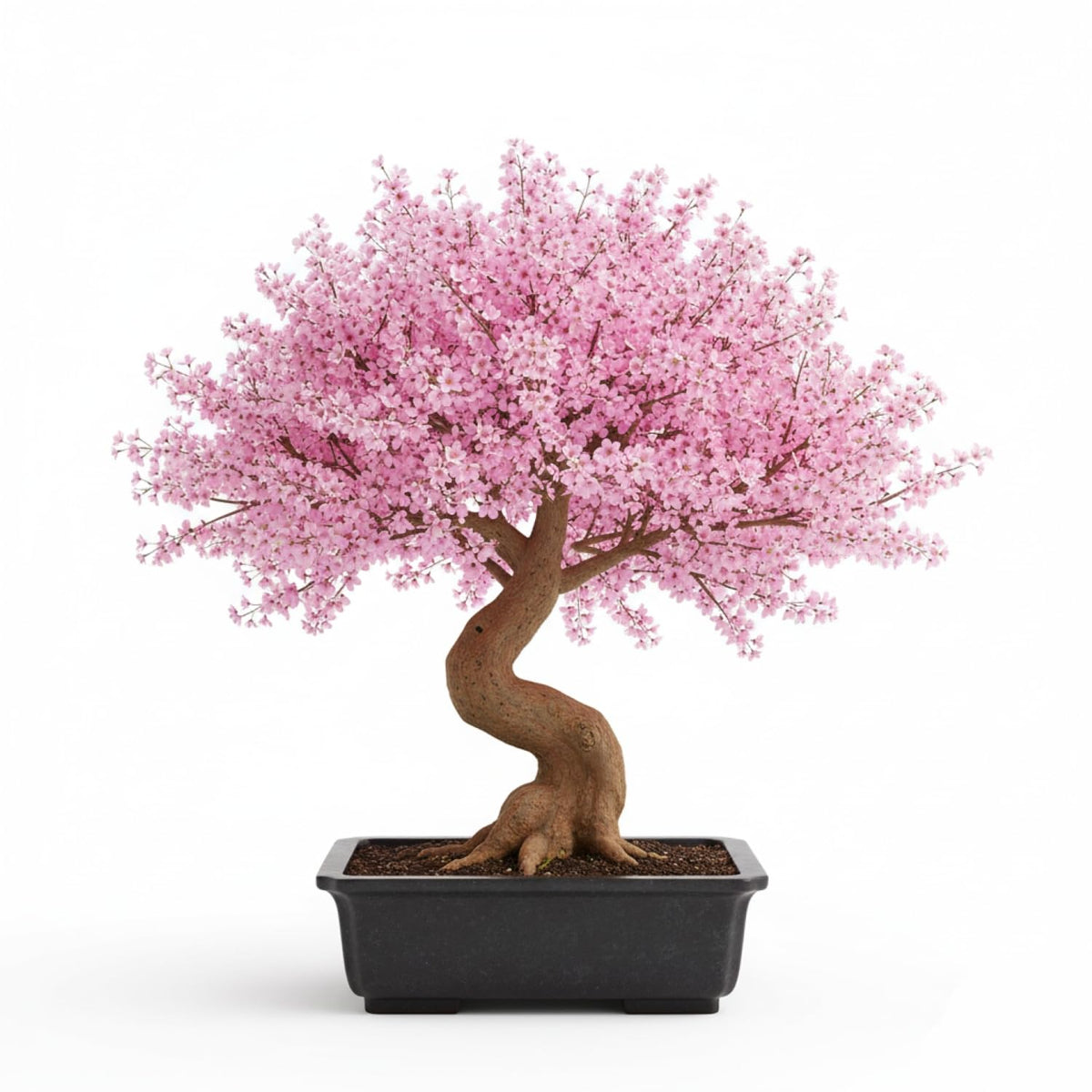 KCT GARDEN Bonsai seeds beginner friendly with easy growth guidance
