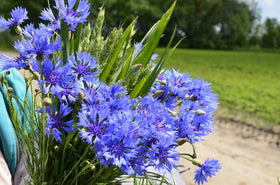 KCT GARDEN bulk seed pack designed for broad blue coverage