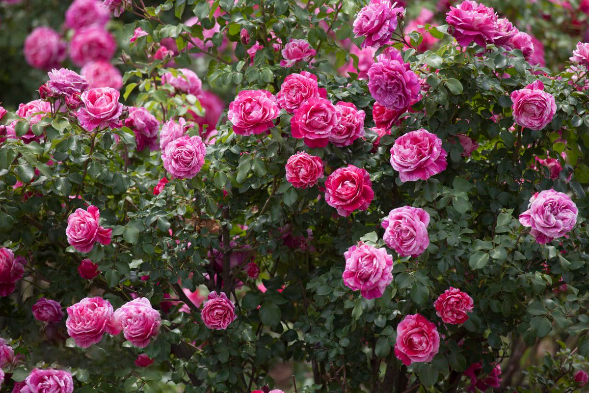KCT GARDEN color-mix climbing rose seeds deliver vibrant seasonal color.