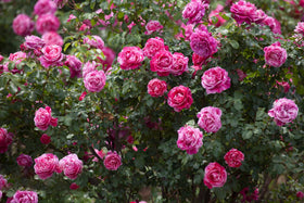 KCT GARDEN color-mix climbing rose seeds deliver vibrant seasonal color.