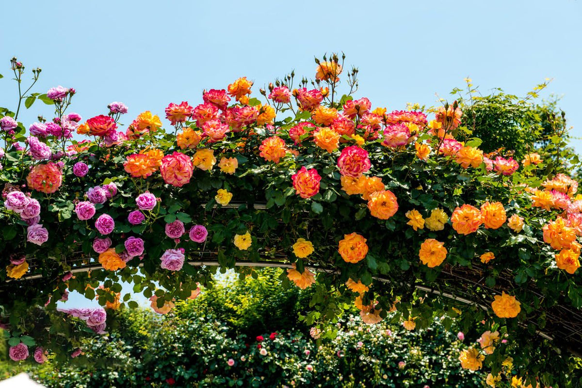 KCT GARDEN hardy climbing rose seeds for USDA zones 5-9 with low maintenance.
