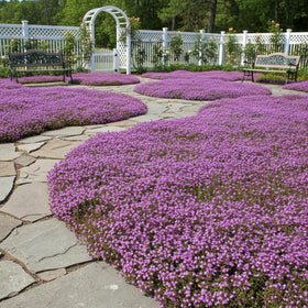 KCT Garden Creeping Thyme blooms close-up in magenta-lavender hues
