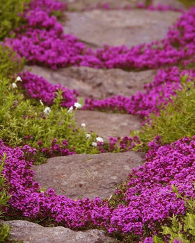 KCT GARDEN creeping thyme edging a garden path for subtle color.