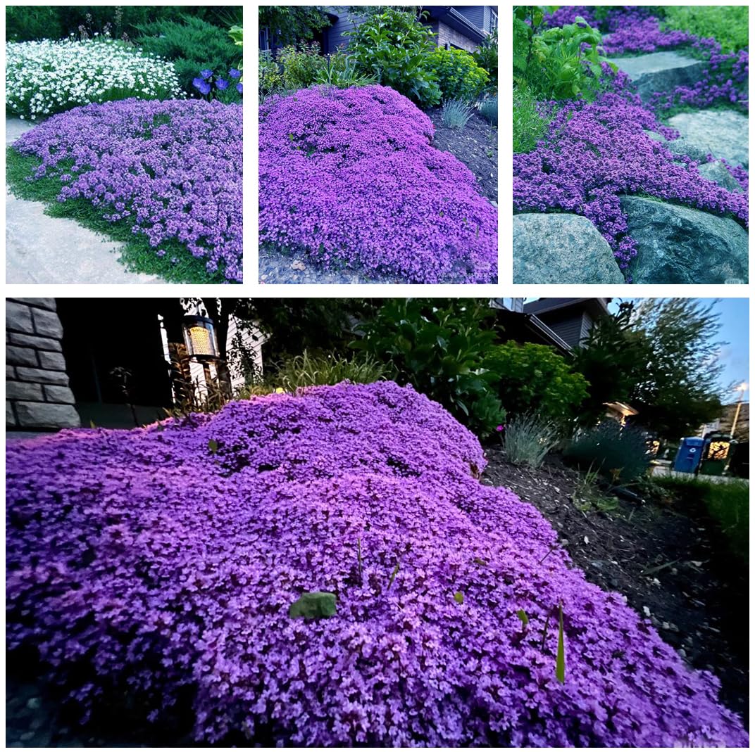KCT Garden Creeping Thyme seeds form fragrant ground cover for gardens