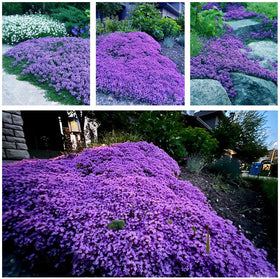 KCT Garden Creeping Thyme seeds form fragrant ground cover for gardens