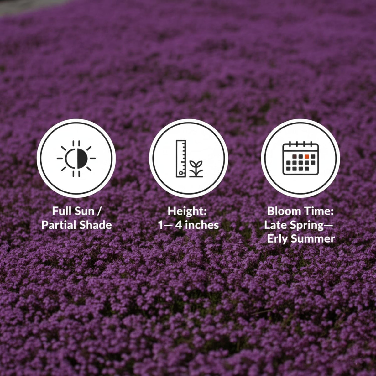 KCT GARDEN creeping thyme thriving in well drained soil under full sun.