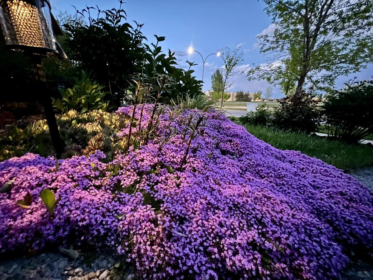 KCT Garden Deer-resistant thyme as a low-maintenance border