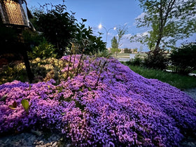 KCT Garden Deer-resistant thyme as a low-maintenance border