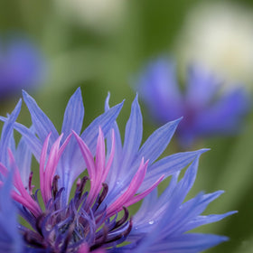 KCT GARDEN drought-tolerant blue blooms in tough soil
