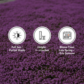 KCT Garden Drought-tolerant creeping thyme thriving in sunlit border